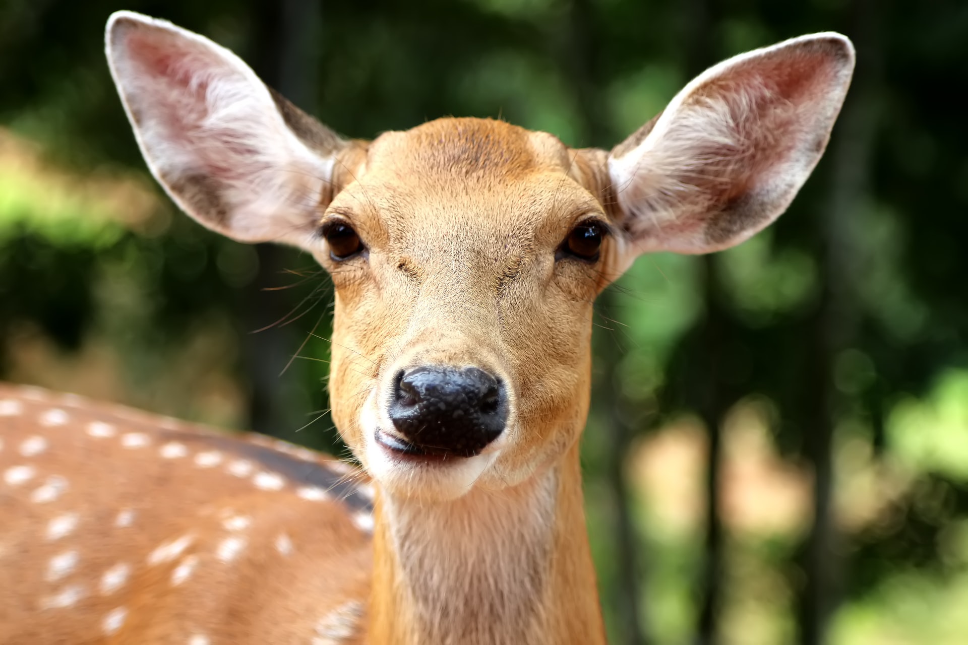 deer-portrait